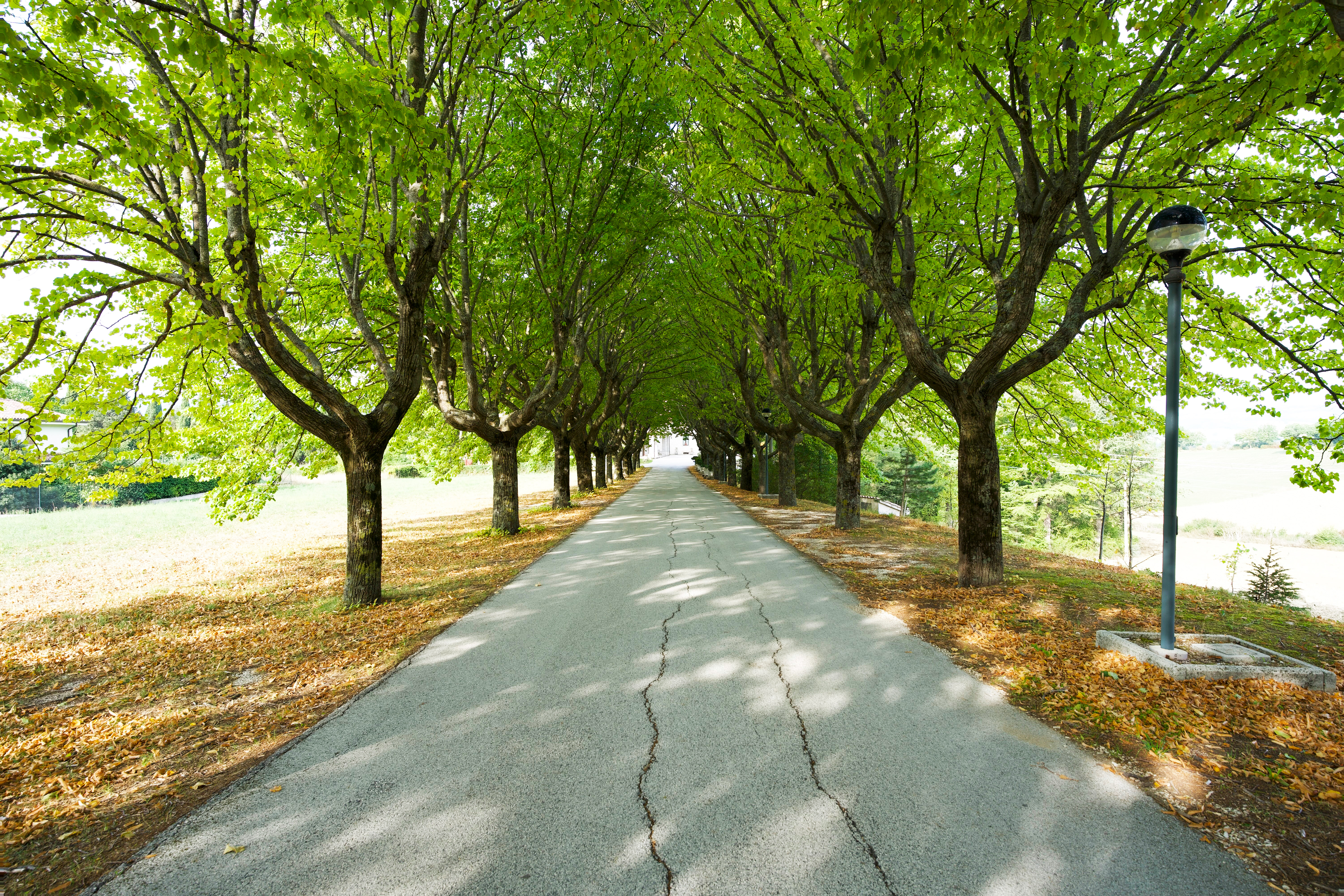 Il viale alberato che conduce all'ingresso di Villa Salmata, immerso nel verde delle colline umbre